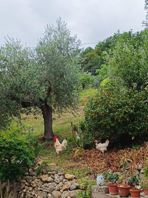 Alloggio Intero In Casa Contadina Nel Verde Ai Piedi Della Majella - Agricasa Caprafico Casoli  Esterno foto